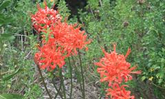 Nerine sarniensis