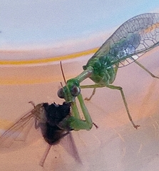 Zeugomantispa minuta