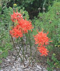 Nerine sarniensis