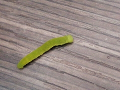Lepidoptera