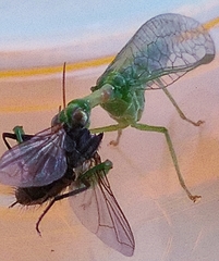 Zeugomantispa minuta