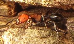 Atopomyrmex mocquerysi