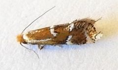 Philonome wielgusi