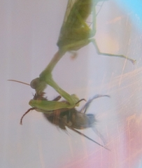 Zeugomantispa minuta