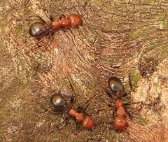 Atopomyrmex mocquerysi