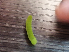 Lepidoptera