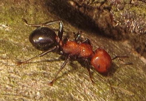 Twotone Tree Ant