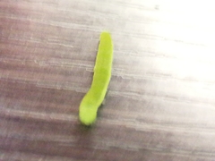 Lepidoptera