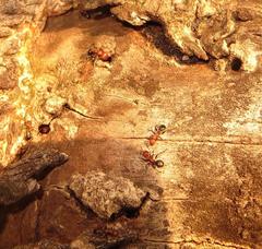 Atopomyrmex mocquerysi