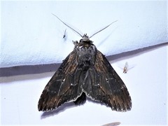 Dasylophia thyatiroides