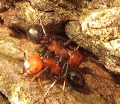 Atopomyrmex mocquerysi