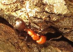 Atopomyrmex mocquerysi