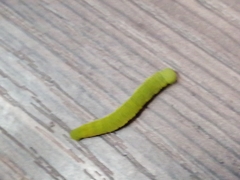 Lepidoptera
