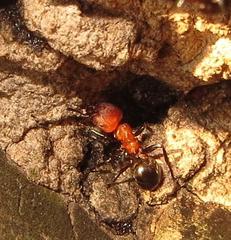 Atopomyrmex mocquerysi