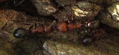 Atopomyrmex mocquerysi