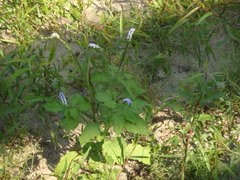 Persicaria barbata