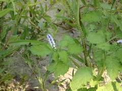 Persicaria barbata