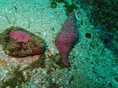 Africofusus ocelliferus