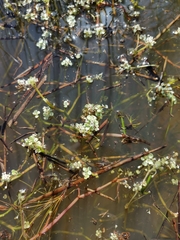 Crassula natans