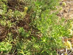Helichrysum kraussii