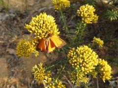 Helichrysum kraussii