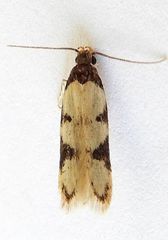 Taygete decemmaculella