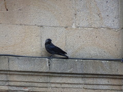 Corvus monedula