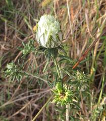 Helichrysum kraussii