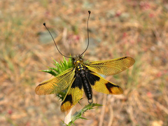Libelloides longicornis