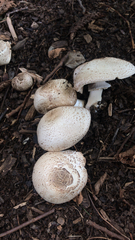Pseudochitonia