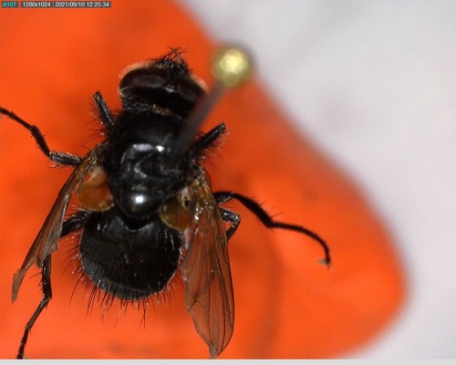 iNaturalist observation photo of House Flies and Allies