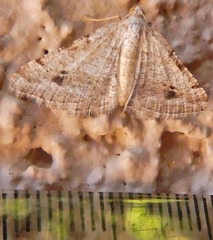 Digrammia pervolata