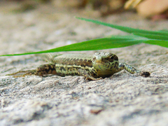 Podarcis muralis