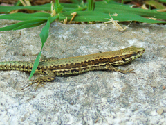 Podarcis muralis