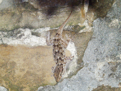 Tarentola mauritanica