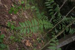 Zanthoxylum setulosum