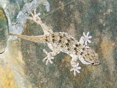 Tarentola mauritanica