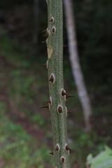 Zanthoxylum setulosum