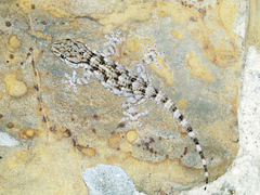 Tarentola mauritanica