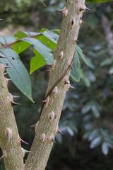 Zanthoxylum setulosum