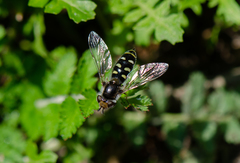 Austroscaeva melanostoma