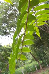 Zanthoxylum setulosum