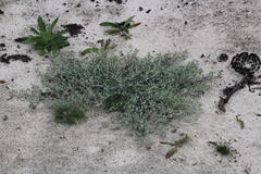 Vellereophyton