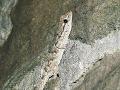 Tarentola mauritanica