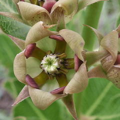 Pachycarpus dealbatus