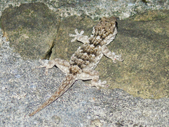 Tarentola mauritanica