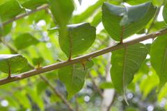 Zanthoxylum setulosum