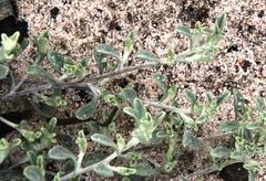 Vellereophyton