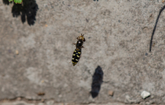 Austroscaeva melanostoma