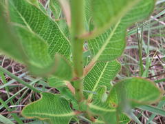 Pachycarpus dealbatus